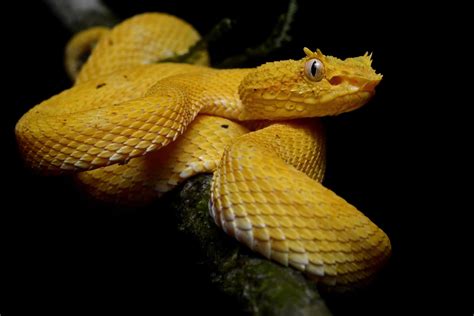 facts   golden lancehead viper