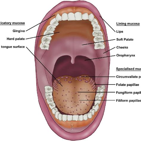 oral mucosa  lingual papillae keratinised masticatory mucosa covers