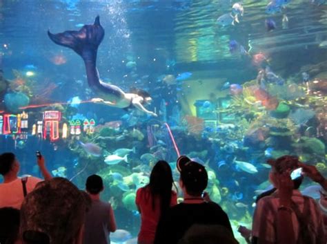 Silverton Aquarium - Aquariums - Las Vegas, NV - Yelp
