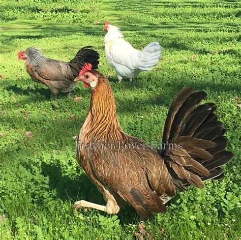 proto onagadori chickens for sale feather lover farms