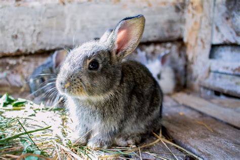 rabbit care  feeding  rabbit hay tips  tricks