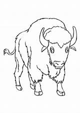 Buffalo Coloring Drawing Pages Simple Kids Printable Paintingvalley Result Head Google sketch template