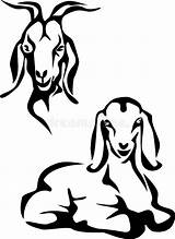 Geit Boer Capra Goats Gehoornde sketch template
