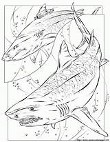 Megalodon Tiger Coloring Shark Pages Printable Sharks Drawing Print Coloriage Color Colorin Requin Book Getcolorings Getdrawings Popular Enfant Tattoo Books sketch template