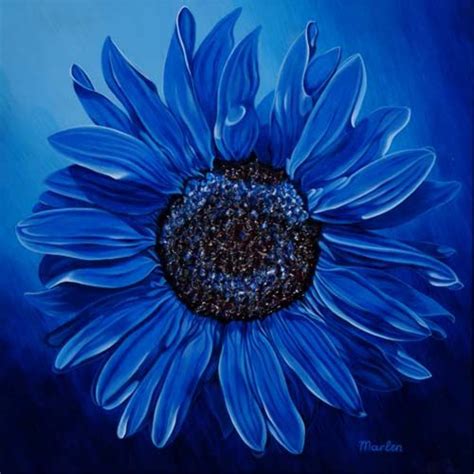 sunflower blue flower pictures sunflower colors