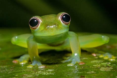 glass frog frog pictures cute frogs frog