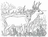 Deer Coloring Pages Mule Realistic Antler Getcolorings Color sketch template