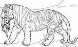 Tiger Coloring Pages Cub Adult Bengal Mandala Lion Cubs Realistic Tigers Baby Print Color Preschool Printable Kids Lions Getdrawings Animal sketch template