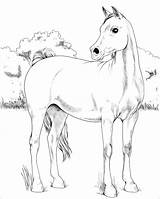 Arabian Cavallo Stampare Cavalli Arabo Cavalo sketch template