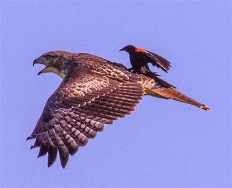 Rare Picture Blackbird Rides Hawk