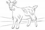 Pages Goat Coloring Boer Getcolorings Print Getdrawings sketch template