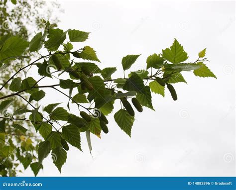 birch branch stock photo image  decidious leaves