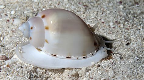 sea snail