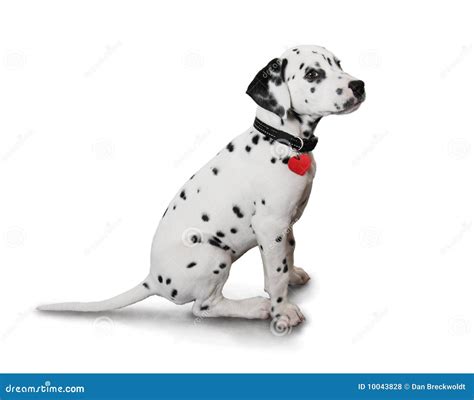 cute dalmatian puppy stock photo image  love white