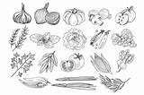 Herbs Topvectors sketch template