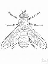 Fly Fruit Drawing Coloring Drawings Getdrawings Firefly Insects Pages sketch template