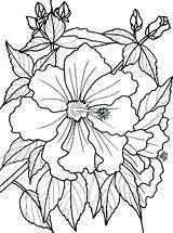 Coloring Pages Flowers Tropical Rainforest Flower Dementia Bougainvillea Adults Printable Patients Easy Drawing Adult Print Color Colouring Sheets Plants Book sketch template
