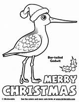 Pages Coloring Birdorable Christmas Birds Godwit Chaffinch Goldfinch Tit European Great sketch template