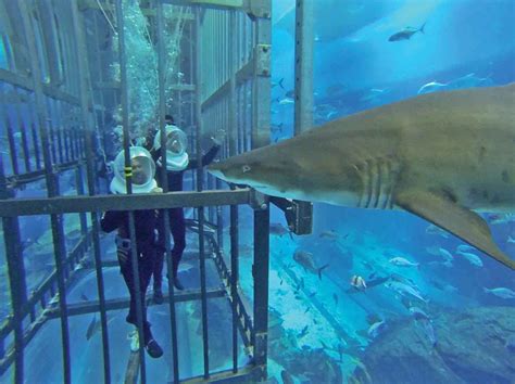 cage snorkeling   dubai mall aquarium  complete guide  dubai