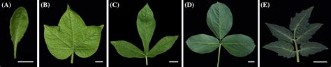lmi1 like and knox1 genes coordinately regulate plant leaf development