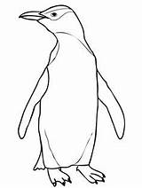 Penguin Drawing Realistic Coloring Eyed Yellow Drawings Pages Draw Easy Penguins Outline Kids Color Colouring Animal Eyes Adelie Getdrawings Kid sketch template