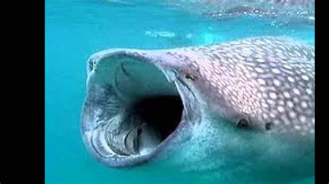dünyanın en büyük balığı balina köpek balığı youtube