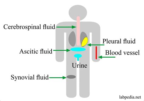 Fluid Analysis Part 7 Pericardial Fluid Analysis