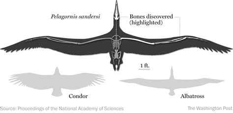 newly declared species    largest flying bird