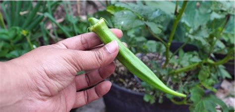 learn   grow okra  seed