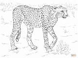 Gepard Leopard Ausmalbilder Sketsa Binatang Buas Printable Cheetah Kolorowanka Gambarcoloring Mewarnai Kolorowanki Druku Guepard Animals Safari Hewan Raubkatzen Zwierzęta Dla sketch template
