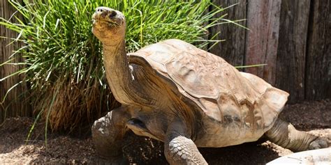 Galapagos Tortoise Australian Reptile Park