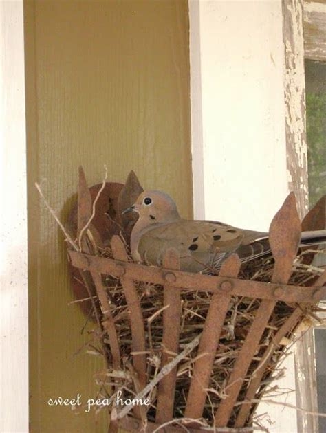 pin  cathy kendall  birds wild birds backyards backyard birds mourning dove
