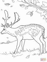 Coloring Deer Mule Fallow Library Clipart sketch template