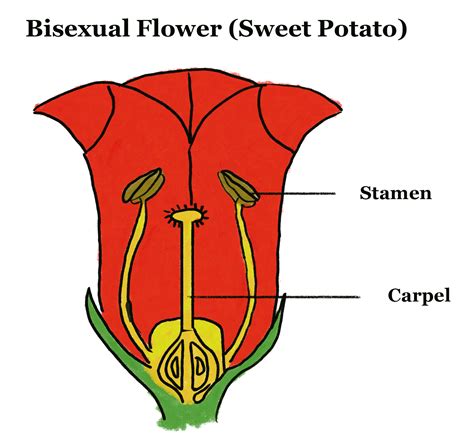 Sexual Reproduction Gcse Biology Revision Notes