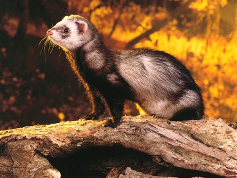 ferrets wallpapers fun animals wiki  pictures stories