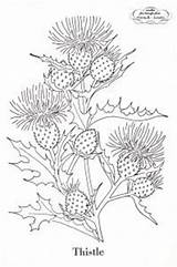 Thistle Embroidery Coloring Pattern Patterns Vintage Scottish Template Thistles Flower Botanical Flowers Prints Scotch Poppies Outline Pages Stencils Transfer Printables sketch template