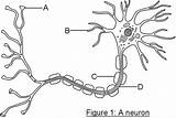 Neuron Neurones Neurotransmitters Passing Diffuse Gap Cell sketch template