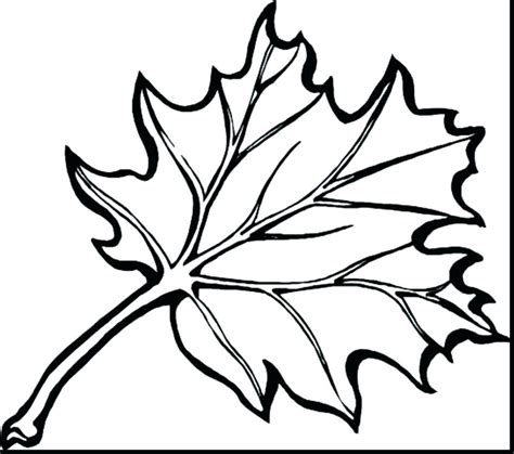 pumpkin leaf drawing  getdrawings