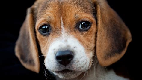 beagle puppy image id  image abyss