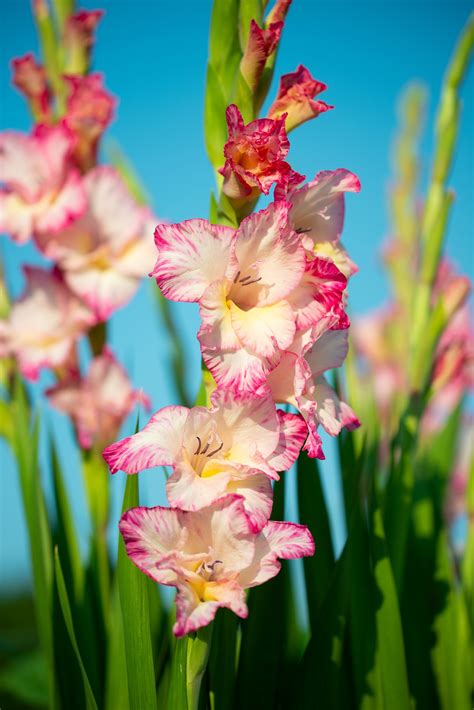 august birth flower gladiolus poppy growing family