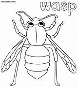 Wasp Coloring 1000px 85kb Drawings sketch template