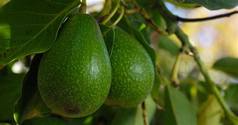 How To Grow An Avocado Tree Free Hot Nude Porn Pic Gallery