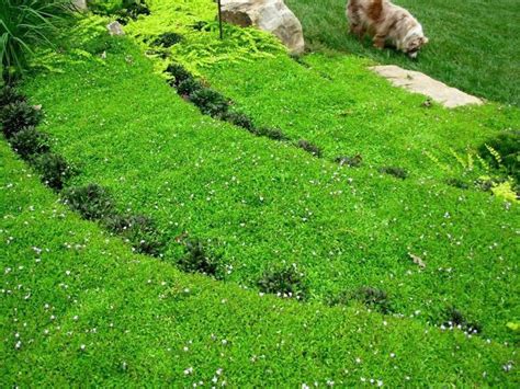 terraced hillside covered  groundcover plants  modern