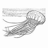 Jellyfish Designlooter sketch template