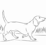 Dackel Dachshund Kolorowanki Jamniki Bestcoloringpagesforkids Malvorlagen Hund Daschund Pobrania Windowcolor Hunderassen Hunde sketch template