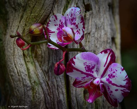 orchideen der gattung phalaenopsis foto bild pflanzen pilze