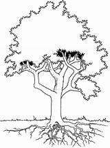 Roots Drzewo Arbol Colorear Korzeniami Root Piante Arbre Kolorowanka Dibujos Nature Coloriages Druku sketch template