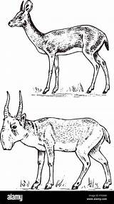 Saiga Doe Dik Antelope Antelopes Mammals sketch template