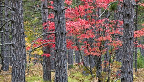 fast  red maple trees grow garden guides