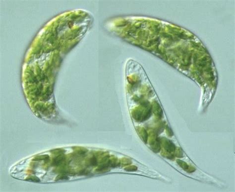 euglena living klm bio scientific
